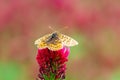 Pearl bordered fritillary, Boloria euphrosyne butterfly sitting on crimson clover, trifolium incarnatum spring flower with open