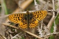 Pearl-bordered Fritillary Butterfly Royalty Free Stock Photo