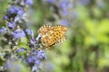 Pearl-bordered fritillary (Boloria euphrosyne).