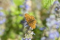 Pearl-bordered fritillary (Boloria euphrosyne).