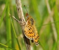 Pearl-bordered Fritillary Butterfly