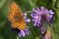 Pearl-bordered fritillary butterfly gathering nectar