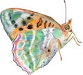 The Pearl Bordered Fritillary. Butterfly watercolor illustration