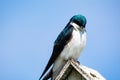 Pearl Breasted Swallow Sitting on a Birdhouse