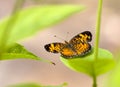 Pearl Crescent