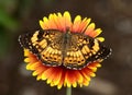 Pearl crescent butterfly