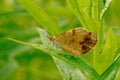 A pearl crescent butterfly