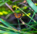 Pearl crescent butterfly with blurred background Royalty Free Stock Photo