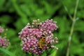 Pearl Crescent Butterfly 18503