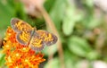 Pearl Cresent Fritillary Royalty Free Stock Photo