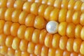 Pearl Ear Stud On Maize Corn Cob