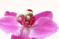 Pearl Earrings on Orchid Royalty Free Stock Photo