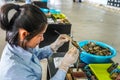 Pearl farm worker opens shell just enough to insert hard-shell bead, mantle tissue from oyster that has produced quality peal