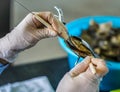 Pearl farm worker sorting produced high-quality pearl at Tung Sau Pearl Farm, Vietnam