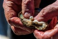 Pearl farming tour examining a cultured pearl straight out of the oyster shell Royalty Free Stock Photo