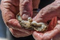 Pearl farming tour examining a cultured pearl straight out of the oyster shell Royalty Free Stock Photo