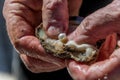 Pearl farming tour examining a cultured pearl straight out of the oyster shell Royalty Free Stock Photo