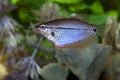 Pearl gourami