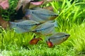 Pearl gourami and bloody tetras Royalty Free Stock Photo