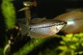 Pearl gourami