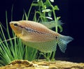 Pearl Gourami, trichogaster leeri