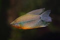 Pearl gourami Trichopodus leerii