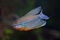 Pearl gourami (Trichopodus leerii)