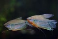 Pearl gourami (Trichopodus leerii) Royalty Free Stock Photo