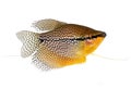 Pearl gourami Trichopodus leerii freshwater aquarium fish Royalty Free Stock Photo