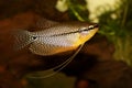 Pearl gourami Trichopodus leerii freshwater aquarium fish Royalty Free Stock Photo