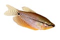 Pearl gourami Trichopodus leerii freshwater aquarium fish Royalty Free Stock Photo
