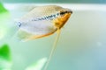 Pearl gourami Trichopodus leerii freshwater aquarium fish in fish tank. Aquaria concept Royalty Free Stock Photo