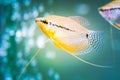 Pearl gourami Trichopodus leerii freshwater aquarium fish in fish tank Royalty Free Stock Photo