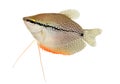 Pearl gourami Trichopodus leerii freshwater aquarium fish isolated on white Royalty Free Stock Photo