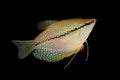 Pearl gourami Trichopodus leerii freshwater aquarium fish Royalty Free Stock Photo