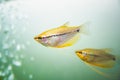 Pearl gourami Trichopodus leerii freshwater aquarium fish in fish tank Royalty Free Stock Photo