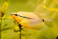 Pearl gourami Trichopodus leerii freshwater aquarium fish in fish tank. Aquaria concept Royalty Free Stock Photo