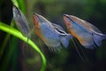 Pearl gourami (Trichopodus leerii) Royalty Free Stock Photo