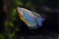 Pearl gourami (Trichopodus leerii) Royalty Free Stock Photo