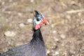 Pearl Guinea. Pearl hen in poultry farm. Domestic guinea fowl searching for food. Helmeted guineafowl birds farm in a village. Num Royalty Free Stock Photo