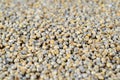 Pearl millet (Bajra). Royalty Free Stock Photo