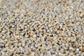 Pearl millet (Bajra). Royalty Free Stock Photo