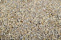 Pearl millet (Bajra). Royalty Free Stock Photo
