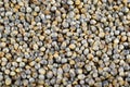 Pearl millet (Bajra). Royalty Free Stock Photo