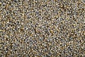 Pearl millet (Bajra). Royalty Free Stock Photo