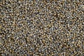 Pearl millet (Bajra). Royalty Free Stock Photo