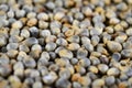 Pearl millet (Bajra). Royalty Free Stock Photo