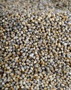 Pearl millet (Bajra). Royalty Free Stock Photo