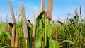 Pearl millet or Bajra green plant in a farm of India