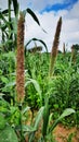Pearl millet or Bajra Sitta in farm land in India vertical photo